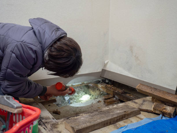 Best Water Damage & Mold Remediation  in Prceton, IN