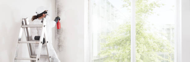 Best Attic Mold Removal  in Prceton, IN